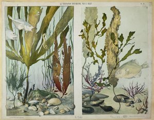 Algues, poissons, hippocampe, crabe et crustacés, planches illustrées de 